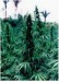 marihuana1.jpg
